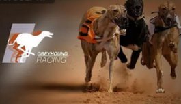 VIDEO: Experience the Thrill: Greyhound Racing with Real Money on 1xBet!